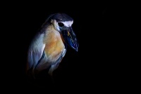 Volavcik clunozoby - Cochlearius cochlearius - Boat-billed heron 4177